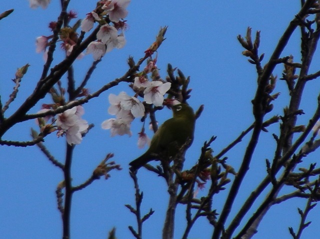 bird-mejiro-sakuras.jpg(2524 byte)