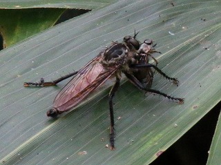 insect-20160722-021s.jpg(2524 byte)