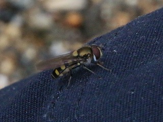 insect-20160731-003s.jpg(2524 byte)