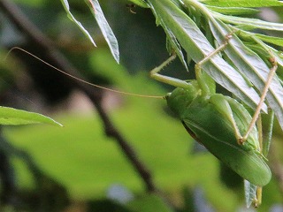 insect-hayashinoumaois.jpg(2524 byte)