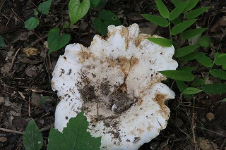 mushroom-20160722-003s.jpg(2524 byte)