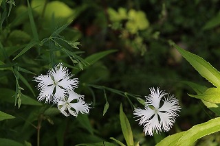 plant-kwaranadeshiko-whites.jpg(2524 byte)