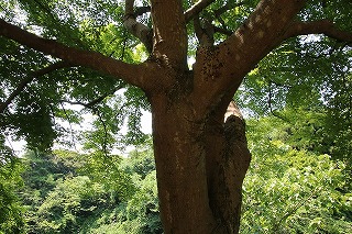 tree-irohamomiji-jyuhis.jpg(2524 byte)