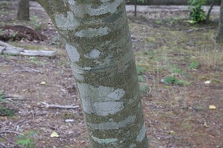 tree-torineko-jyuhis.jpg(2524 byte)